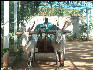 Pict0996 Cattle Cart Zoo Mysore
