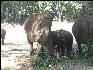 Pict1030 Asian Elephant In Zoo Mysore