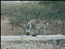 Pict2618 Monkey Pushkar