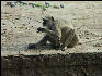 Pict3207 Monkey Ranthambore National Park