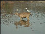 Pict3260 Sambar And Bird Ranthambore National Park