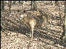 Pict3513 Deer Ranthambore National Park