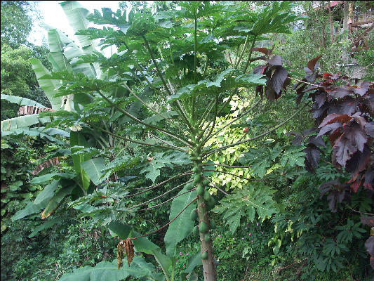 Pict6234 Papaya Mavis Bank Blue Mountains Jamaica 