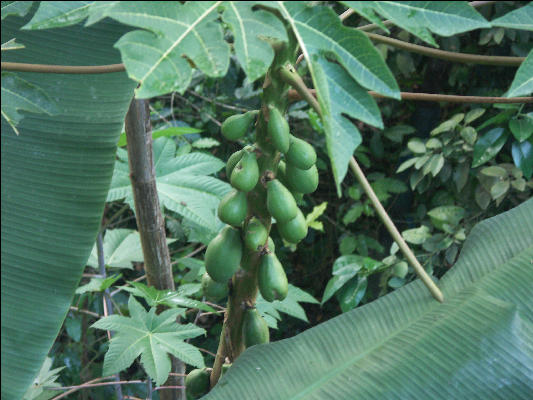 Pict6241 Papaya Mavis Bank Blue Mountains Jamaica 