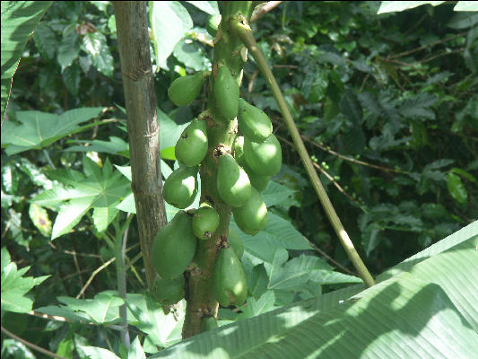Pict6261 Papaya Mavis Bank Blue Mountains Jamaica 