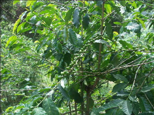 Pict6265 Coffee Mavis Bank Blue Mountains Jamaica 