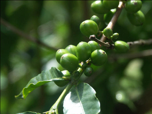 Pict6267 Coffee Closeup Mavis Bank Blue Mountains Jamaica 