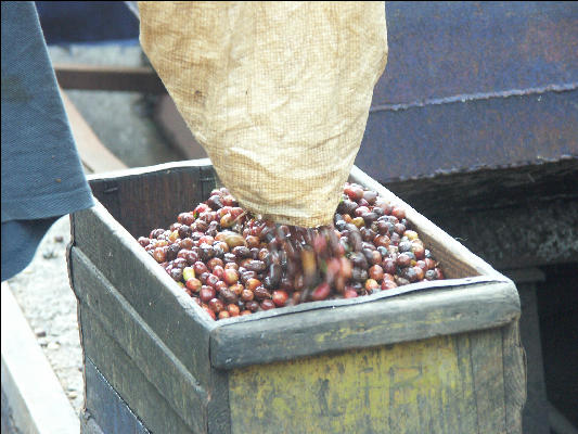 Pict6298 Coffee Cherry Berry Mavis Bank Blue Mountains Jamaica 