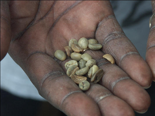 Pict6315 Coffee Rejects Closeup Mavis Bank Blue Mountains Jamaica 