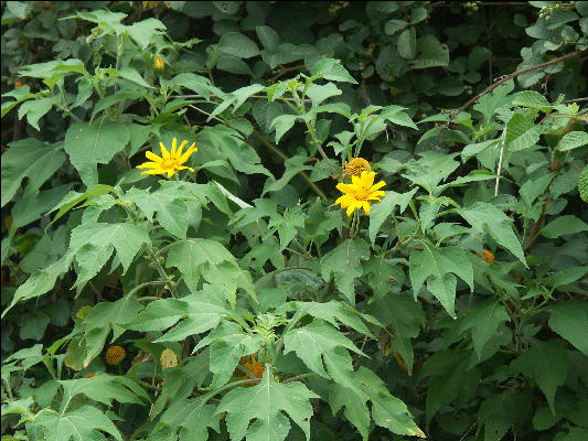 Pict6433 Mexican Daisy Blue Mountains Jamaica 