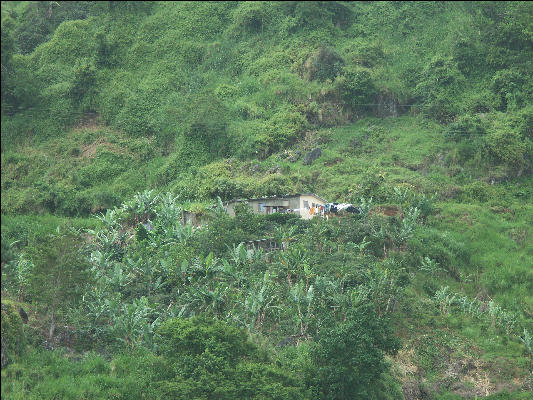 Pict6443 Mountainside House Banana Coffee Farm Blue Mountains Jamaica 