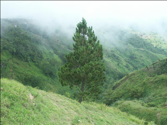 Pict6456 Caribbean Pine Blue Mountains Jamaica 