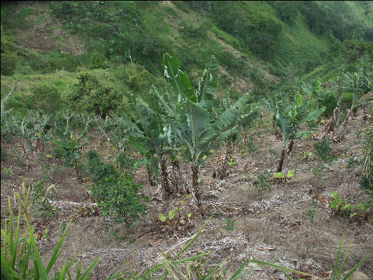 Pict6460 New Banana And Coffee Orchard Blue Mountains Jamaica 