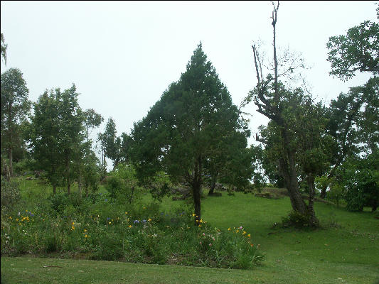 Pict6520 Juniper Cinchona Gardens Blue Mountains Jamaica 