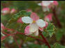 Pict6556 Native Begonia Closeup Cinchona Gardens Blue Mountains Jamaica 