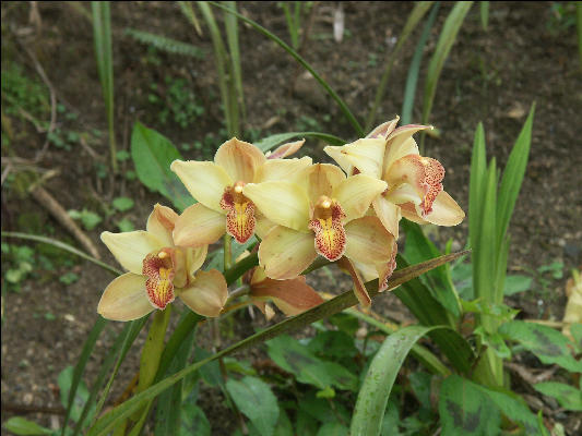 Pict6566 Cymbidium Cinchona Gardens Blue Mountains Jamaica 