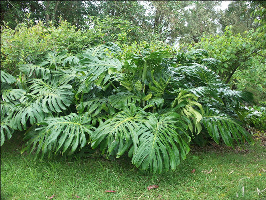 Pict6633 Monastera Blue Mountains Jamaica 