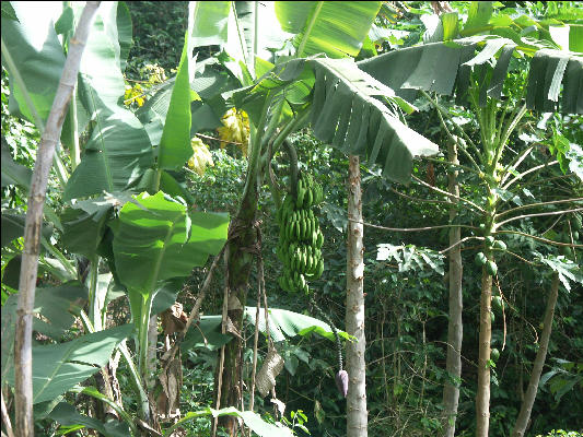 Pict6713 Bananas Mavis Banks Jamaica
