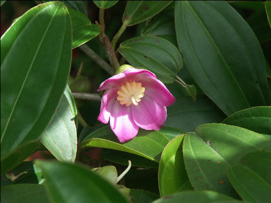 Pict6717 Flower Guava Ridge Jamaica