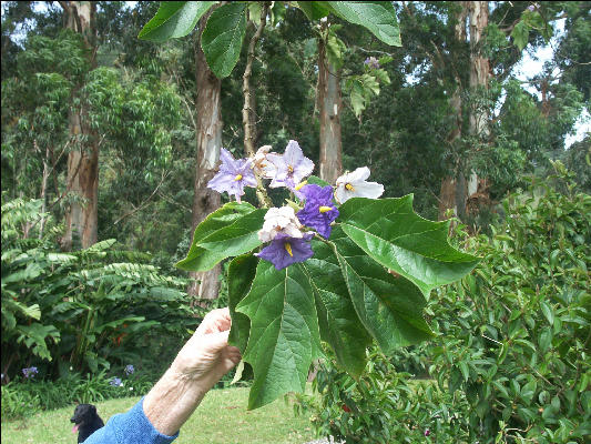 Pict6731 Potato Tree Guava Ridge Jamaica