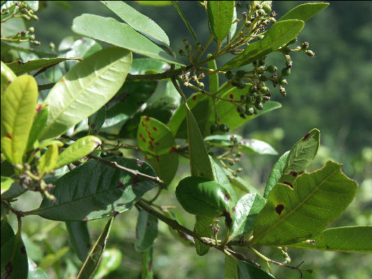 Pict6754 Pimento Guava Ridge Jamaica
