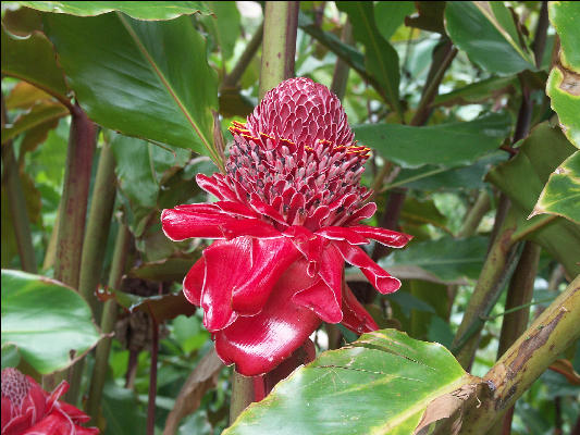 Pict6779 Poui Guava Ridge Jamaica