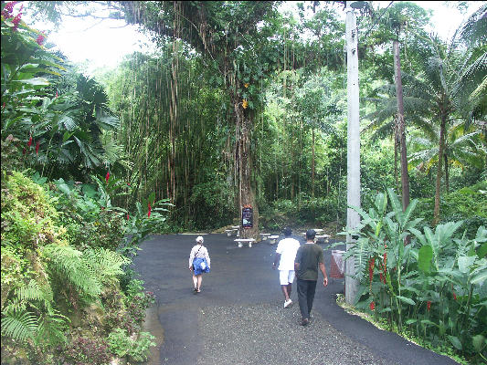 Pict8847 Reach Falls Manchioneal Jamaica