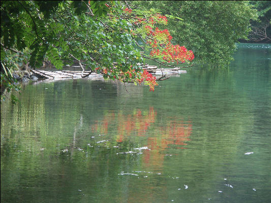 Pict8968 Poinciana Reflection Blue Lagoon Jamaica