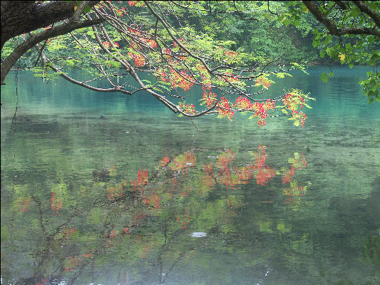 Pict8969 Poinciana Reflection Blue Lagoon Jamaica