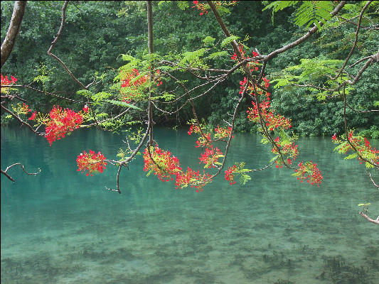 Pict8976 Poinciana Blue Lagoon Jamaica