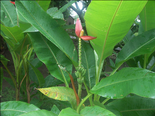Pict8990 Young Bananas Blue Lagoon Jamaica