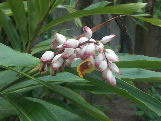 Pict8993 Ginger Blue Lagoon Jamaica