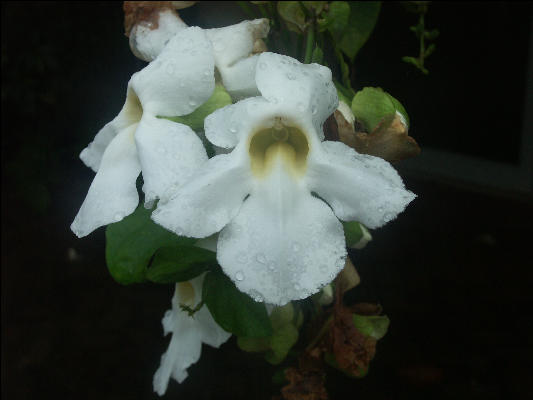 Pict9030 Flowers Port Antonio Marina Jamaica