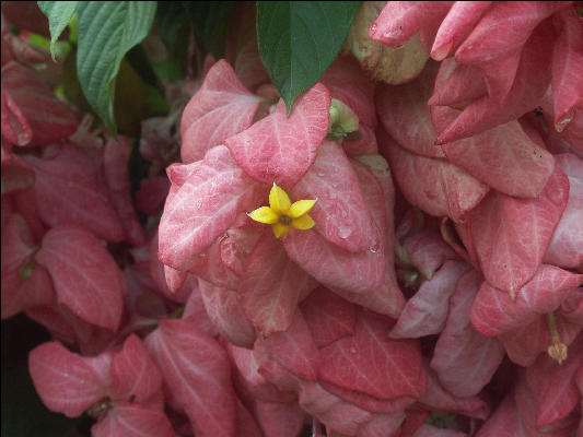 Pict9033 Flowers Port Antonio Marina Jamaica