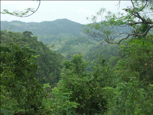 Pict7544 Cockpit Country Near Albertown Jamaica
