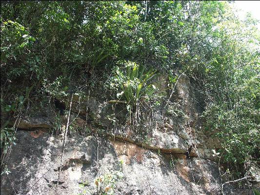 Pict7593 Bromeliad Barbeque Bottom Cockpit Country Jamaica