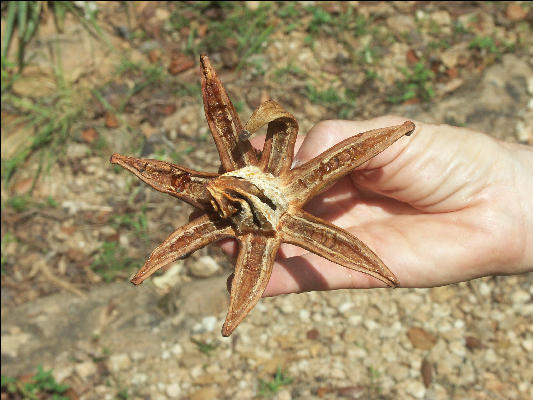 Pict7646 Star Flower Barbeque Bottom Cockpit Countryjamaica