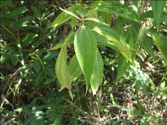 Pict7657 Plant Barbeque Bottom Cockpit Country Jamaica