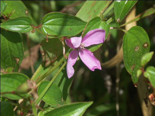 Pict7675 Flower Barbeque Bottom Cockpit Country Jamaica