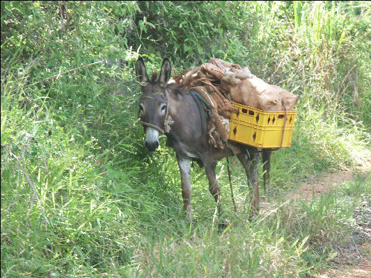 Pict7693 Donkey Barbeque Bottom Cockpit Country Jamaica