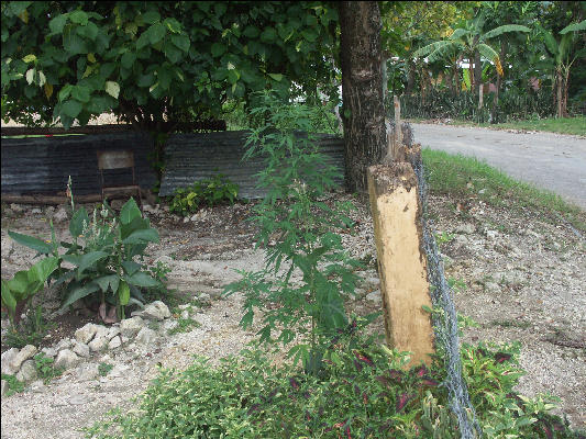 Pict8027 Ganja Roaring River Jamaica 