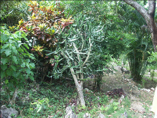 Pict8053 Caterpillar Cactus Roaring River Jamaica 