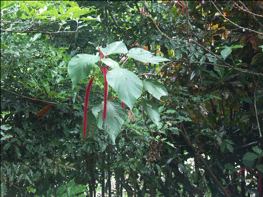 Pict8059 Cattail Roaring River Jamaica 