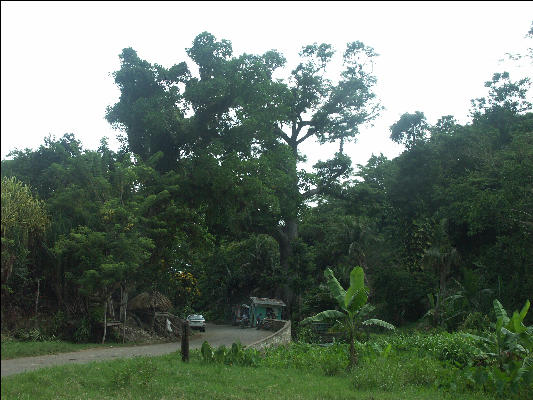 Pict8068 Really Old Cottonwood Tree Roaring River Jamaica 
