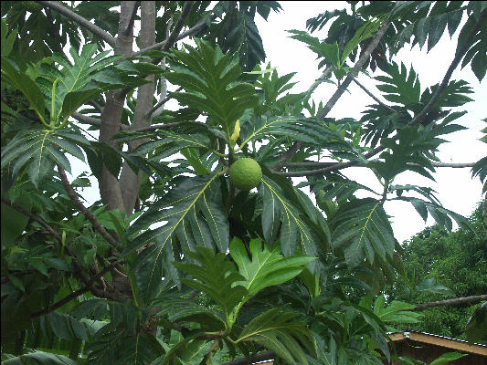 Pict8076 Breadfruit Roaring River Jamaica 