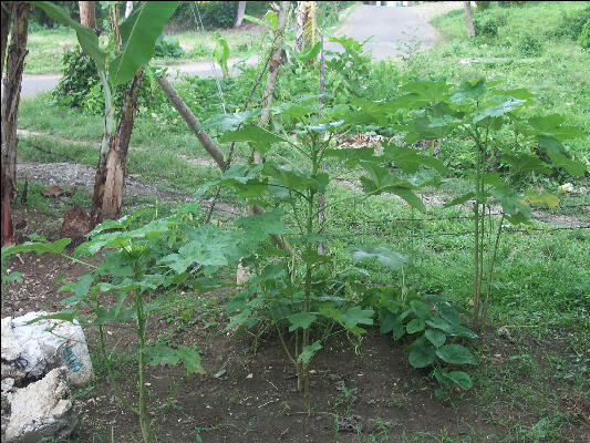 Pict8091 Okra Roaring River Jamaica 