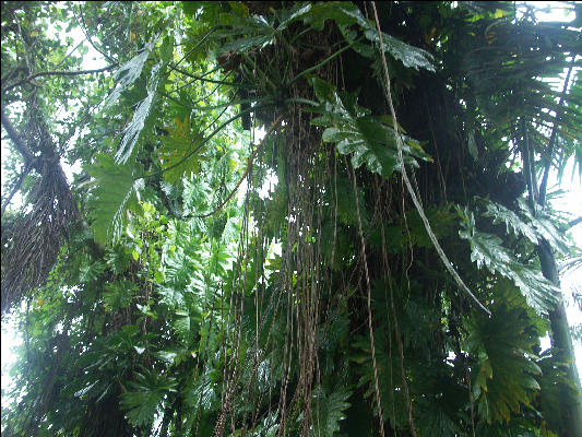 Pict8113 Wicker Vine Royal Palm Reserve Negril Jamaica 