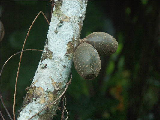 Pict8212 Fruits Closeup Royal Palm Reserve Negril Jamaica
