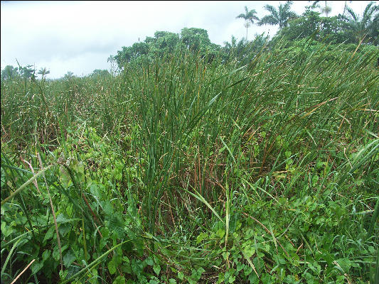 Pict8217 Bullrush Royal Palm Reserve Negril Jamaica