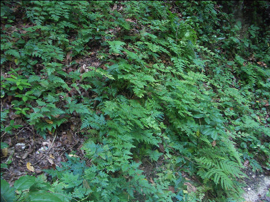 Pict8785 Fern Gully Ocho Rios Jamaica